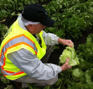 Lettuce Farmers in Monterey California