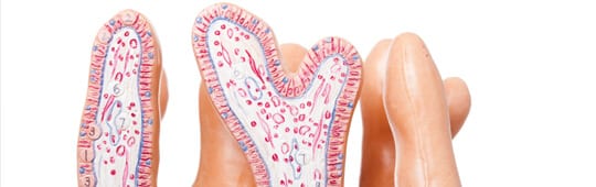 About Celiac Disease