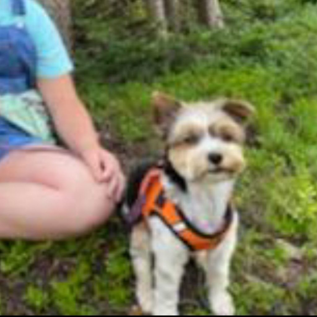 Photo of a dog in an orange harness