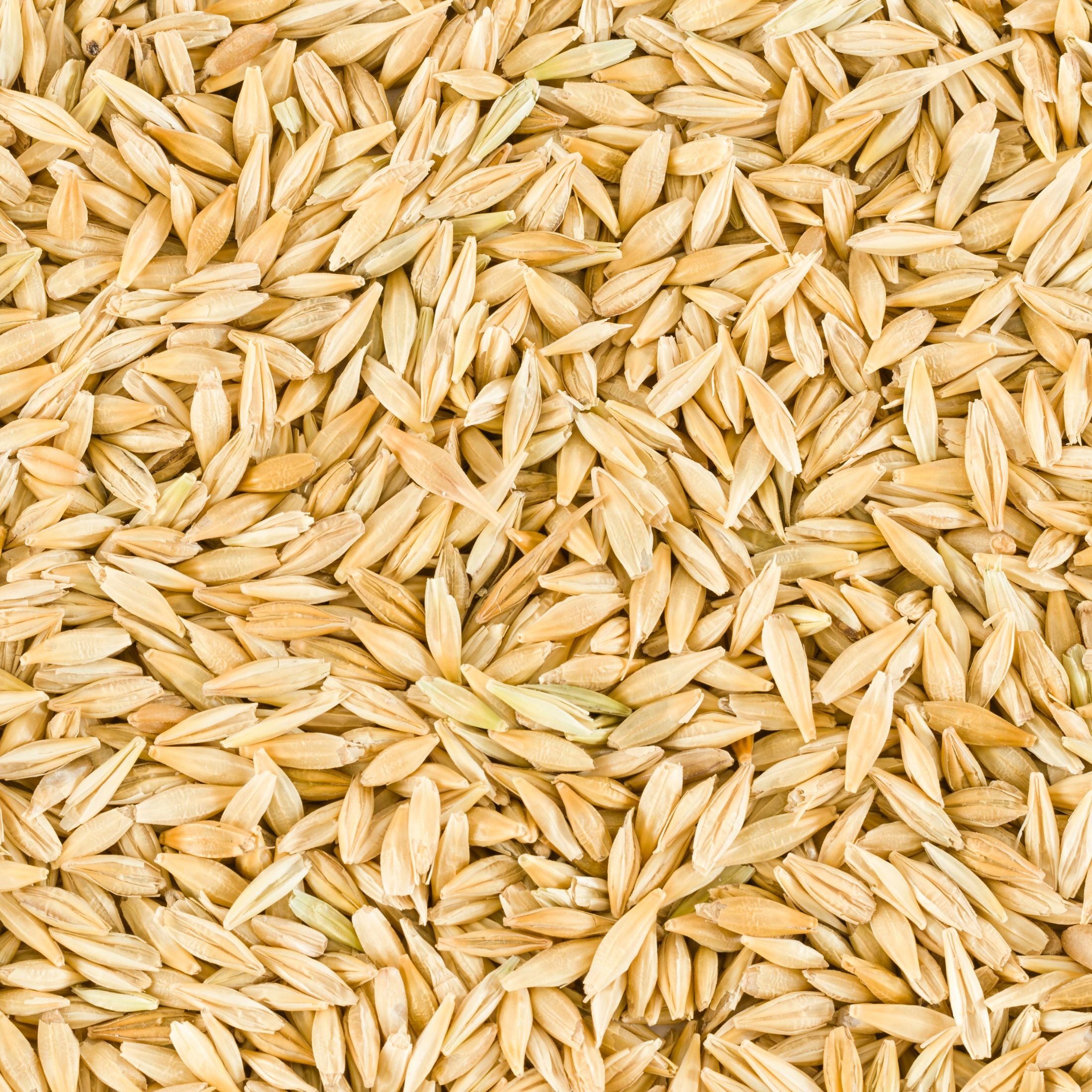Barley seeds.