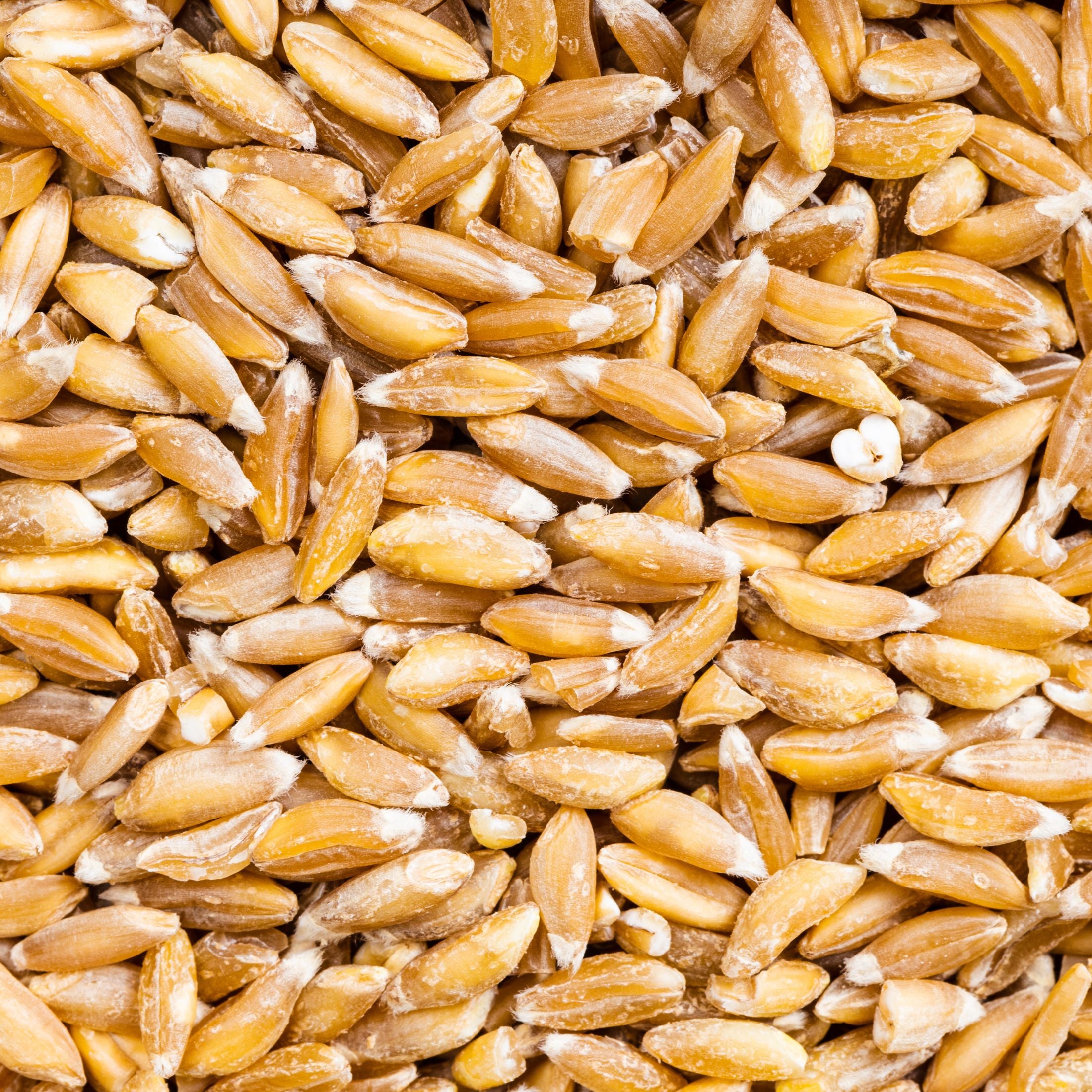 Emmer seeds.