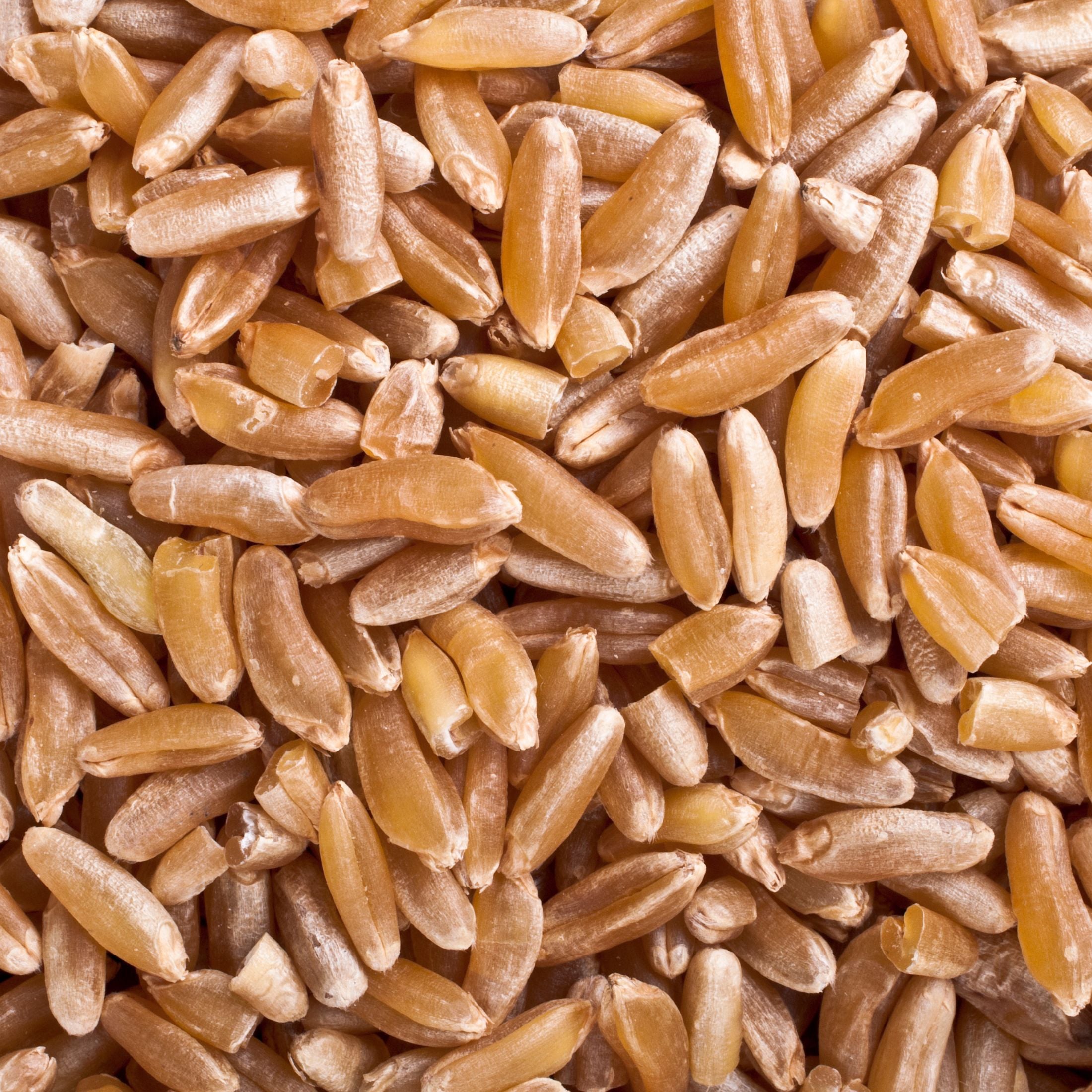 Kamut seeds.