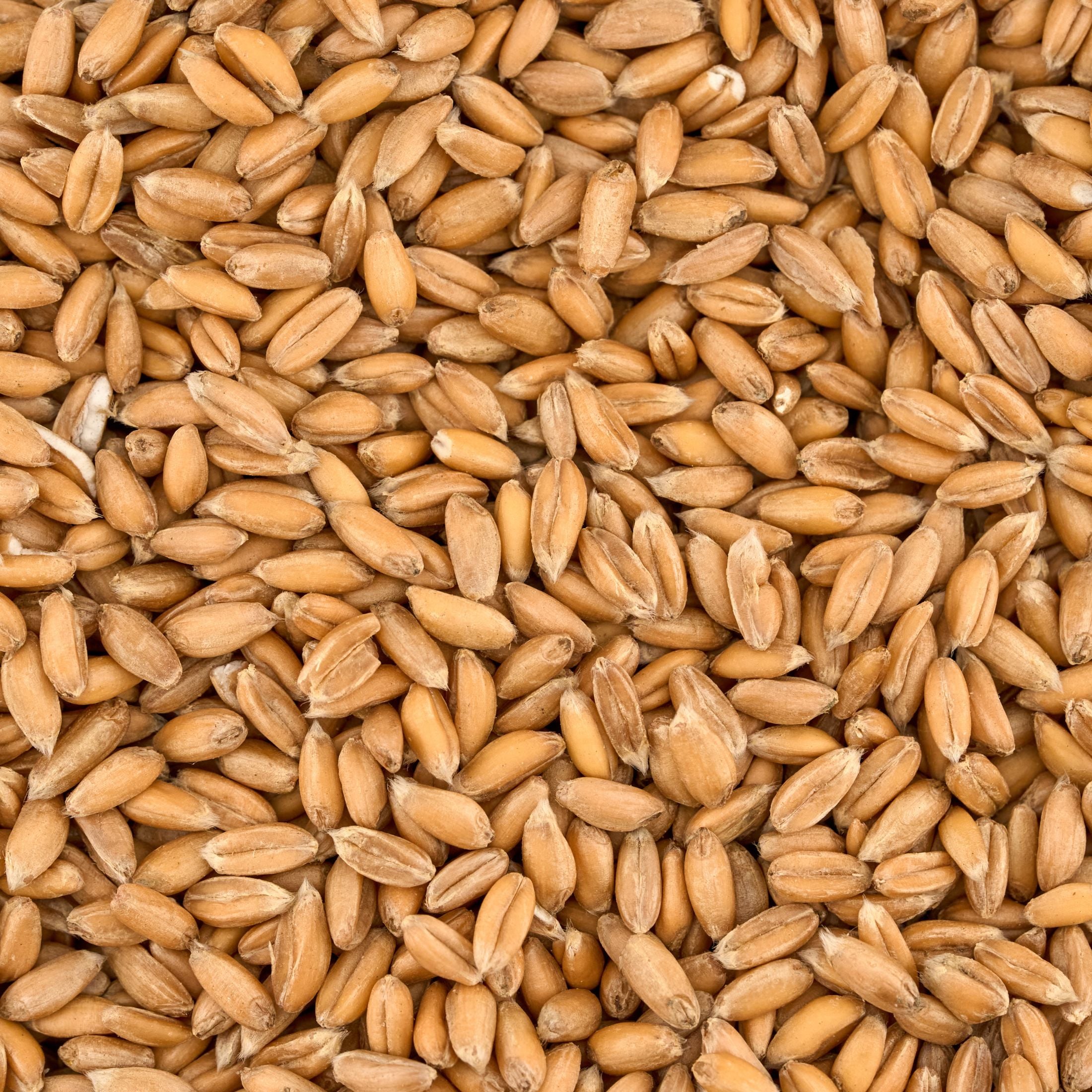 Spelt seeds.