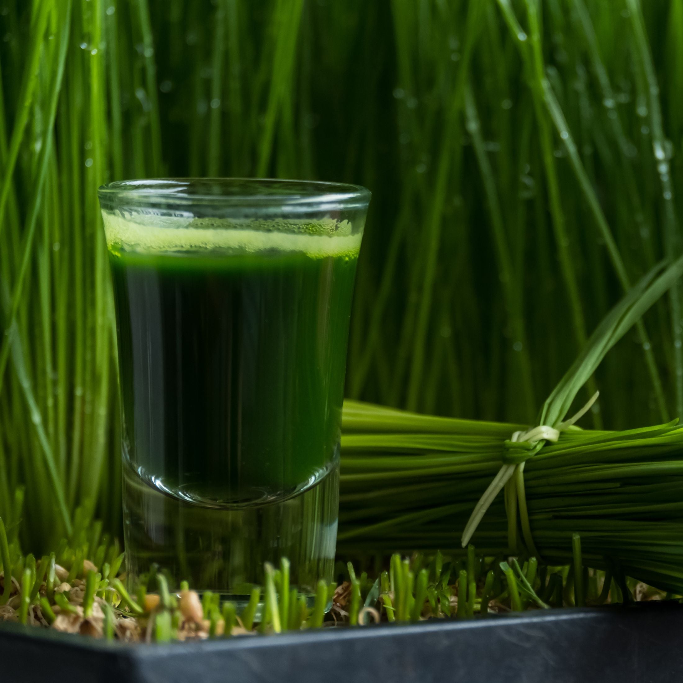 Jar of wheatgrass juice in front of wheatgrass.